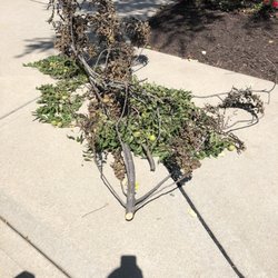 Johnson County Tree