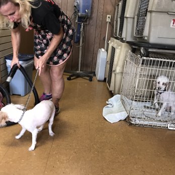 Hairy D'Tails - Dawn really cares for animals, thank God for her. - Pet Groomers Near Me - DeKalb, Illinois