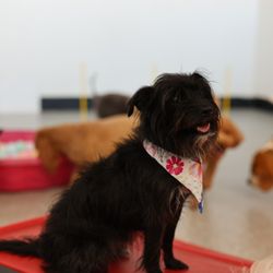 Wag Time Pets - A party with friends at Doggie daycare!
