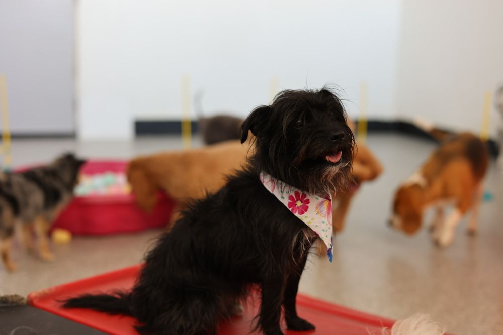 Wag Time Pets - pet boarding facility in Arlington, TX