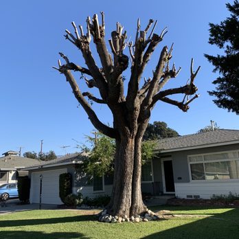 H & E Tree Service - Tree Services Near Me H & E Tree Service - Tree Services Near Me