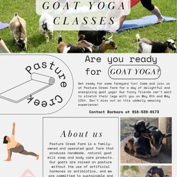 Wilton Hatha Yoga - This Goat Yoga was a Private Event I Taught at - Meditation Centers Near Me - Wilton, California Wilton Hatha Yoga - This Goat Yoga was a Private Event I Taught at - Meditation Centers Near Me - Wilton, California