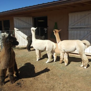 Que Sera Alpacas - I learned they know their names. - Ranches Near Me - Santa Fe, New Mexico Que Sera Alpacas - I learned they know their names. - Ranches Near Me - Santa Fe, New Mexico