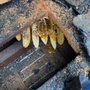 Superior Bee Control