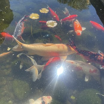 R+D Kitchen - Koi fish pond on the patio - New American Near Me - Yountville, California R+D Kitchen - Koi fish pond on the patio - New American Near Me - Yountville, California
