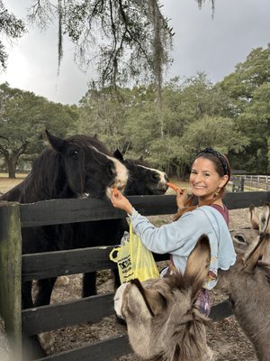 Gypsy Gold Horse Farm by null