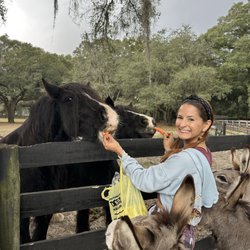 Gypsy Gold Horse Farm