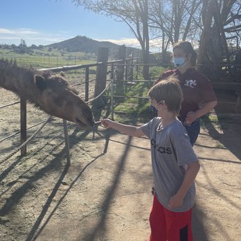 Oasis Camel Dairy - Treats for the camels - Attraction Farms Near Me - Ramona, California Oasis Camel Dairy - Treats for the camels - Attraction Farms Near Me - Ramona, California