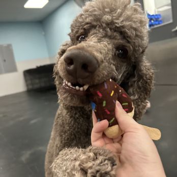 Dogtopia - Fun time with our canine coaches at our sleep over - Pet Boarding Near Me - Jacksonville, Florida Dogtopia - Fun time with our canine coaches at our sleep over - Pet Boarding Near Me - Jacksonville, Florida