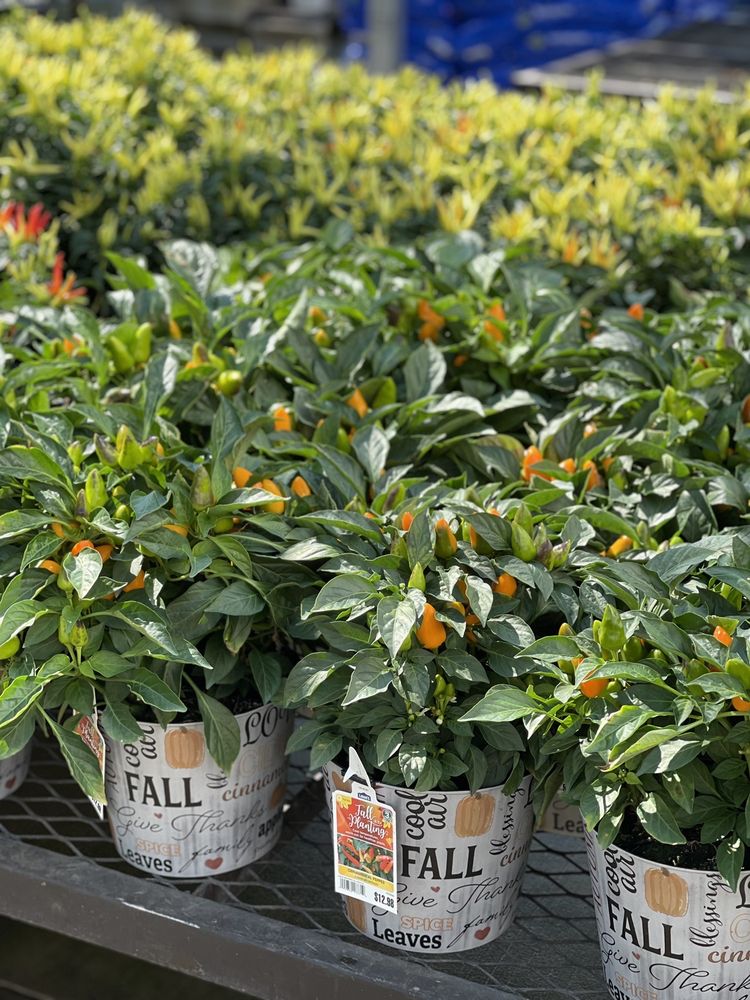 LOWE’S HOME IMPROVEMENT Updated August 2024 59 Photos & 98 Reviews