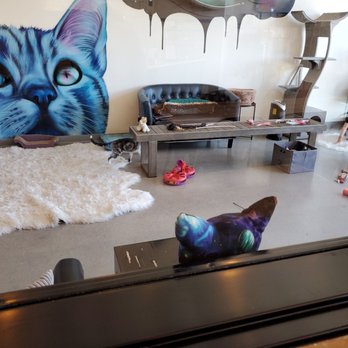 Cat & Craft - What a great place! - Coffee & Tea Near Me - Vista, California Cat & Craft - What a great place! - Coffee & Tea Near Me - Vista, California