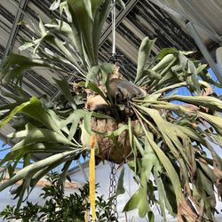 Helmi's Gardens - Stag horn fern