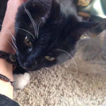 You Lucky Cat - Pet Sitting Near Me You Lucky Cat - Pet Sitting Near Me