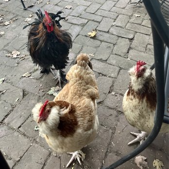 Hubba Hubba Smokehouse - Greeted by the beautiful, exotic chickens on the premises. - Barbeque Near Me - Flat Rock, North Carolina Hubba Hubba Smokehouse - Greeted by the beautiful, exotic chickens on the premises. - Barbeque Near Me - Flat Rock, North Carolina