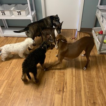 Pat the Dog - Pet Sitting Near Me - Groveland, Florida Pat the Dog - Pet Sitting Near Me - Groveland, Florida