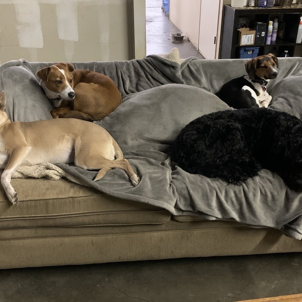 Andy's Boarding Place - Buster enjoying some R&R after a morning of play! - Pet Boarding Near Me - San Carlos, California Andy's Boarding Place - Buster enjoying some R&R after a morning of play! - Pet Boarding Near Me - San Carlos, California