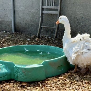 Bode Farms Rescue & Sanctuary - Time for a dip - Campgrounds Near Me - Ferndale , Washington Bode Farms Rescue & Sanctuary - Time for a dip - Campgrounds Near Me - Ferndale , Washington