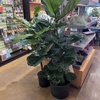 The Plant Mill - Beautiful Plant - Nurseries & Gardening Near Me - Tempe, Arizona