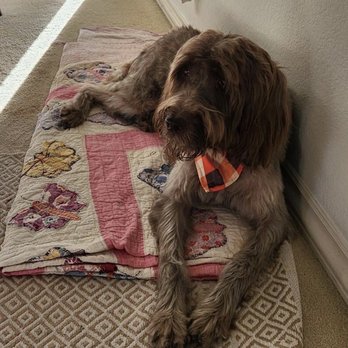 Camp Bow Wow - San Clemente - Pet Groomers Near Me - San Clemente, California Camp Bow Wow - San Clemente - Pet Groomers Near Me - San Clemente, California