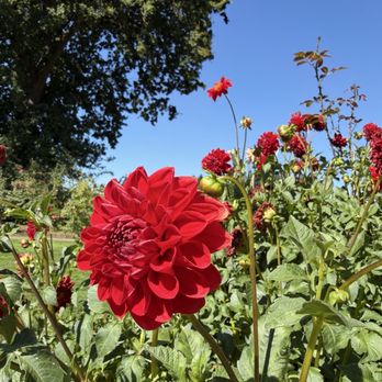 Owen Rose Garden - Dahlia - Parks Near Me - Eugene, Oregon Owen Rose Garden - Dahlia - Parks Near Me - Eugene, Oregon