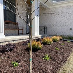 Five Oaks Nursery - Oleander