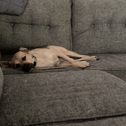 Bernie relaxing after a morning at Wonder Dog. Bernie relaxing after a morning at Wonder Dog.