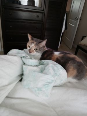 The Original Mattress Factory