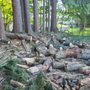 Photo of Earth Tenders Tree Care