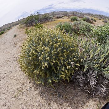 Rademacher Hills Trail - You don't have to go far from the parking lot to see how beautiful nature can be. - Hiking Near Me - Ridgecrest, California Rademacher Hills Trail - You don't have to go far from the parking lot to see how beautiful nature can be. - Hiking Near Me - Ridgecrest, California