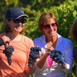 Culture Discovery Vacations - Harvesting Wine Grapes in Tuscany