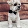 Photo of Grooming by Josie