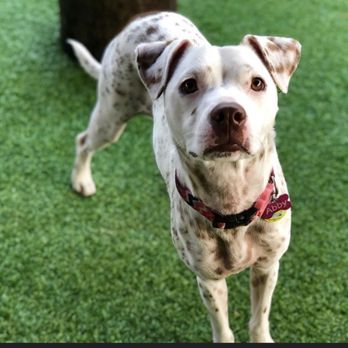 Fit & Go Pets - Dog Walkers Near Me - Miami, Florida Fit & Go Pets - Dog Walkers Near Me - Miami, Florida