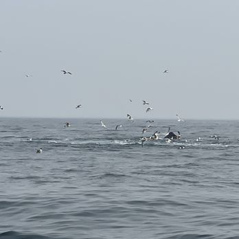 BlueWater Entertainment - Whale watching - Boat Charters Near Me - Chatham, Massachusetts