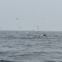 BlueWater Entertainment - Whale watching