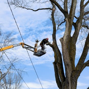 Up North Tree Care - Trimming large tree - Tree Services Near Me - Manistee, Michigan Up North Tree Care - Trimming large tree - Tree Services Near Me - Manistee, Michigan