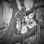Photo of Tree Wise Guys