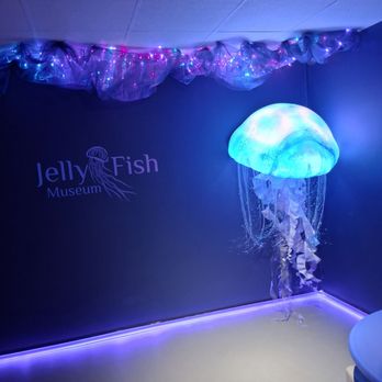 Jellyfish Museum - Museums Near Me - Pompano Beach, Florida Jellyfish Museum - Museums Near Me - Pompano Beach, Florida