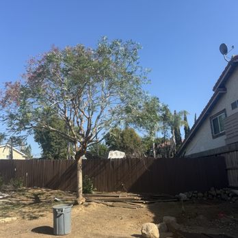 Santos Pena Tree Care and Services - Cleaned up to reduce the weight on branches and clear away from our neighbor fence - Tree Services Near Me Santos Pena Tree Care and Services - Cleaned up to reduce the weight on branches and clear away from our neighbor fence - Tree Services Near Me