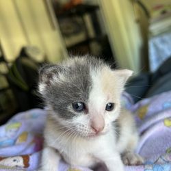 IronHorse VetCare - Kitten