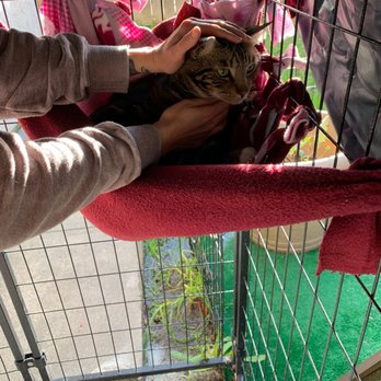 Joyous Haven - Cat enjoy the soothing energy of Reiki. Can work well with cats afraid of humans or early life trauma. - Reiki Near Me Joyous Haven - Cat enjoy the soothing energy of Reiki. Can work well with cats afraid of humans or early life trauma. - Reiki Near Me