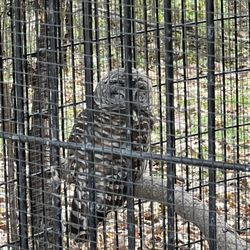 Crabtree Nature Center