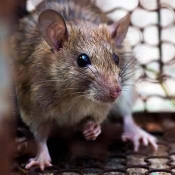 Pestco Professional Services - Rat and rodent control - Pest Control Near Me - Pittsburgh, Pennsylvania Pestco Professional Services - Rat and rodent control - Pest Control Near Me - Pittsburgh, Pennsylvania