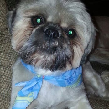 PetSmart - Pet Training Near Me - Benton Harbor, Michigan