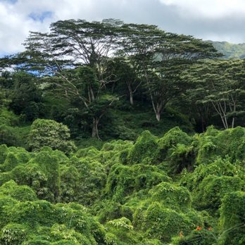 Kuilau Ridge Trail - Hiking Near Me - Kapaa, Hawaii
