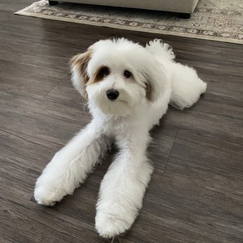 Toy House Dogs - After - Pet Groomers Near Me - Walnut Creek, California