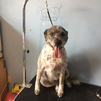Fluff And Puff - Pet Groomers Near Me - Grand junction , Colorado