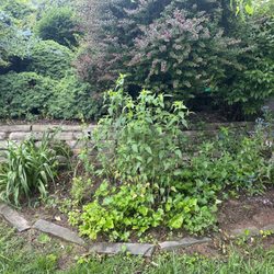 Gabrielle's Green Touch Gardening & Cleaning - Before
