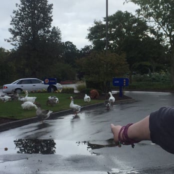 Burger King - Best . Geese . Ever . - Fast Food Near Me - Albany, Oregon