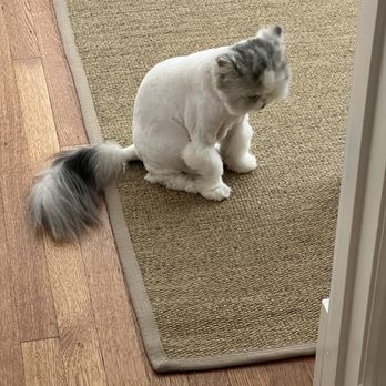 Fat Cat Flats - No fluff... - Pet Sitting Near Me - Houston, Texas