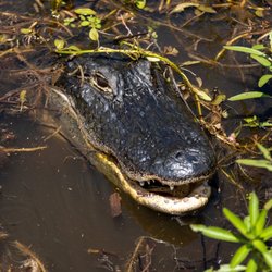 Wild Willy's Airboat Tours - Alligator